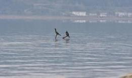 Sapanca Gölü'nde su seviyesi son yağışlarla 8 santimetre arttı