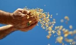 Türkiye'nin hububat, bakliyat, yağlı tohumlar ihracatı ocak ayında 1 milyar dolara yaklaştı