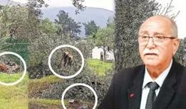 Onlarca zeytin ağacının kesildiği ortaya çıktı! Katliama valilik incelemesi