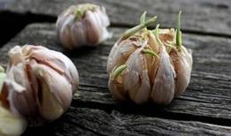 Filizlenmiş sarımsak hakkında 5 önemli gerçek! Güvenli mi, zararlı mı?