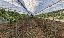 Rengi, tadı, aroması bambaşka... Örtü altında bahar hasadı yapılıyor: Kilosu 160 liradan alıcı buluyor