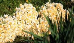Adıyaman'ın Gerger ilçesinde nergisler çiçek açtı