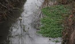 Bursa Demirtaş Barajı'nda dehşet manzara: Su yüzeyinde ölü bulundu