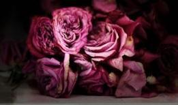 Uzmanlar uyardı! Solmuş çiçekler alerji ve astım riskini artırıyor