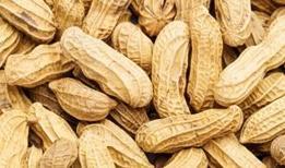 Fıstık kabuğu atıklarına devrim niteliğinde çözüm