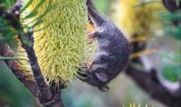 Bilim insanlarını bile şaşırtan keşif!  Kaybolduğu düşünülen iki türü canlı olarak bulundu