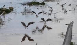 Çekerek Sürayyabey Barajı'nda doluluk oranı geçen yıla göre iki kat arttı