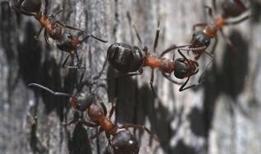 Evde karınca istilasına karşı doğal yöntemler 