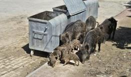 Aydın'da yaban domuzları gündüz vakti sokaklarda yiyecek aradı