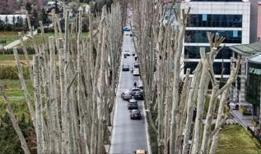 Budama değil yeşil infaz! 500 yıllık devler yok edildi