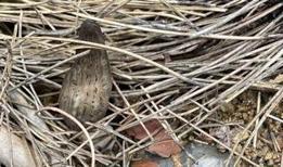 Tam bir vitamin deposu! Kilosu Bin 500 TL...  Bu mantarın özellikleri şaşırtıyor?