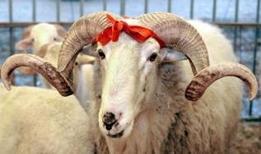 Vekalet yoluyla kurban kesim bedelleri belli oldu