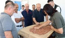 Karadeniz'de fındıkçının beklediği gün! TMO, Ordu ve Giresun'da alımlara başladı