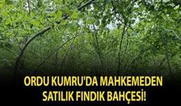 Ordu Kumru'da mahkemeden satılık fındık bahçesi!
