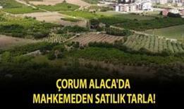 Çorum Alaca'da mahkemeden satılık tarla!