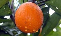 Portakal sandınız ama yanıldınız: C vitamininde asıl şampiyon başka