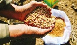 Mardin'de 668 çiftçiye 146 ton hibe tohum desteği sağlanacak
