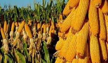 Ticaret Bakanlığı'ndan mısıra tarife kontenjanı