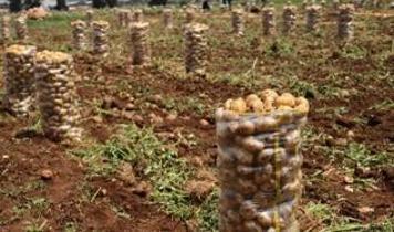 Mersin limanında 2 bin ton patates virüs nedeniyle iade edildi