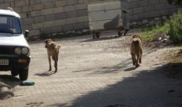 Adıyaman'ın Besni ilçesine bağlı Sugözü köyünde sokak köpekleri köylülerin hayvanlarına saldırdı