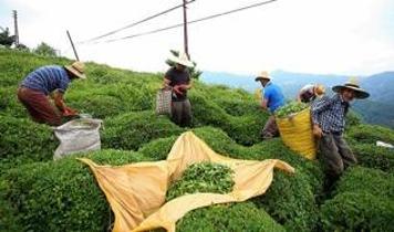 Yaş çay alım fiyatı belli oldu mu? 2025 yaş çay alım fiyatı ne kadar, kaç TL?