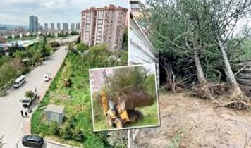 Çankaya Belediyesinden ağaç katliamı! “Sökerse CHP söker”