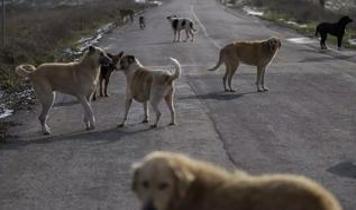 Başıboş köpekler dehşet saçtı: Kolunu ve bacağını kaybediyordu