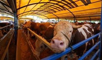10 soruda kurbanla ilgili merak edilenler