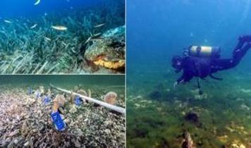 Marmara'daki müsilajla mücadeleye pina ve deniz çayırları desteği