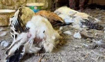 Kocaeli'de köpek saldırısında telef olan 40 tavuğun sahibi kadın girişimci: "Emeklerim ne olacak?"