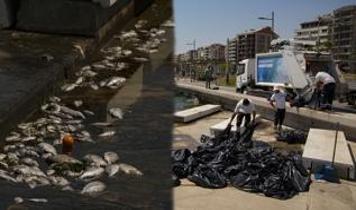İzmir Körfezi can çekişiyor... CHP'li belediye önlem almaktan aciz