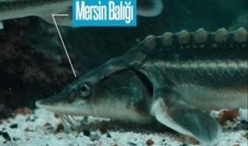 Emine Erdoğan'dan Mersin balığını koruma projesine ilişkin paylaşım