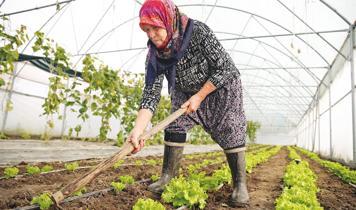 Edirneli Şirin teyze ikinci serasına kavuşuyor