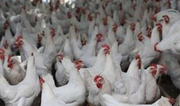 Japonya'daki çiftlikte kuş gribi paniği: Tavuklar itlaf edilecek