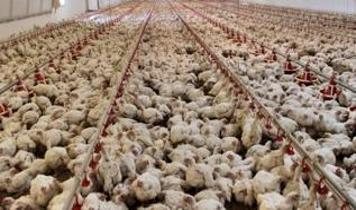 Vakalar hızla artıyor, Almanya alarmda! Binlerce hayvan itlaf edildi