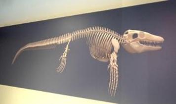 Dünyada yalnızca 7 örneği var! 65 milyon yıllık deniz dinozoru Türkiye'de ortaya çıktı