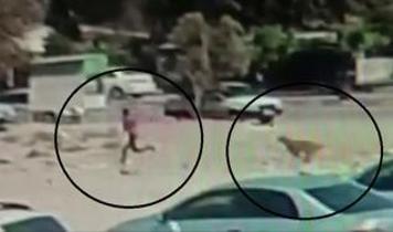 Sayıları 10'u bulan sokak köpekleri çocuğa korku dolu anlar yaşattı
