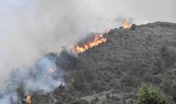 11 bin hektar yeniden ağaçlandırılacak! Yangınların adresi olmuştu, küllerinden doğuyor
