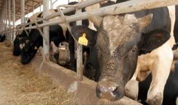 “Deli dana” iddialarına açıklık getirildi! Türkiye'de vaka tespit edilmedi