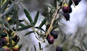 İHH'den yangın mağduru çiftçilere 25 bin zeytin fidanı desteği