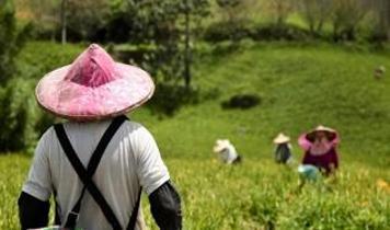 Jiangsu'da çiftçiler kışlık buğday ekimi için tarlalarda