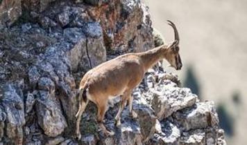 Aldıkları cezayla neye uğradıklarını şaşırdılar! 2 keçiyi vuranlara 1,9 milyon liralık fatura