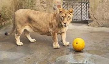 Bu aslanı görmeden inanmayacaksınız: Corgi fenomeni