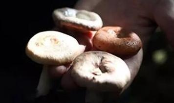 Mantar zehirlenmesi 5 kişiyi hastanelik etti