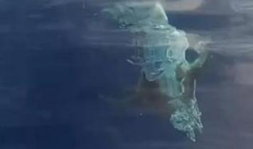 Gizemli beyaz köpekbalığı! Sosyal medyada olay oldu