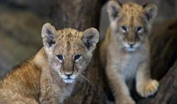 İstanbul Tuzla'da yasa dışı aslan operasyonu!