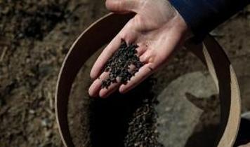 Van'daki kazılarda yaklaşık 5 bin yıllık karbonlaşmış arpa taneleri bulundu