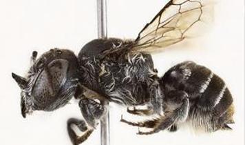 Avustralya'da keşfedilen lucifer arısı bilim dünyasını şaşırttı