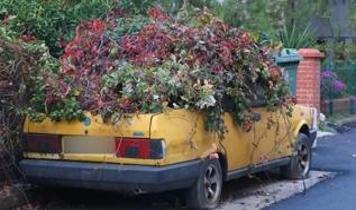 8 yıldır park halindeki otomobili sarmaşıklar sardı