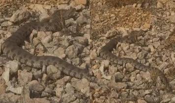 Engerek yılanı Elazığ'da görüntülendi